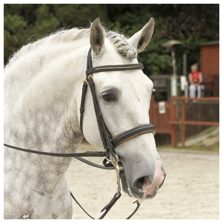 2003: étalon calificado 2003: étalon calificado