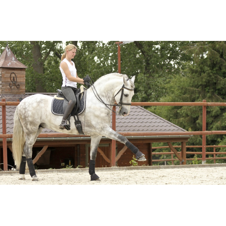 2003: étalon calificado 2003: étalon calificado