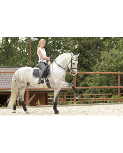 2003: étalon calificado