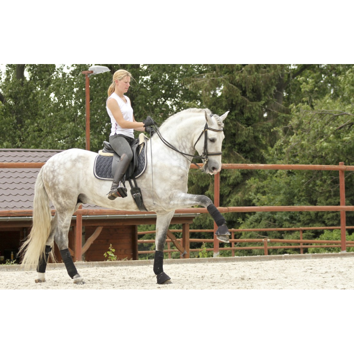 2003: étalon calificado 2003: étalon calificado