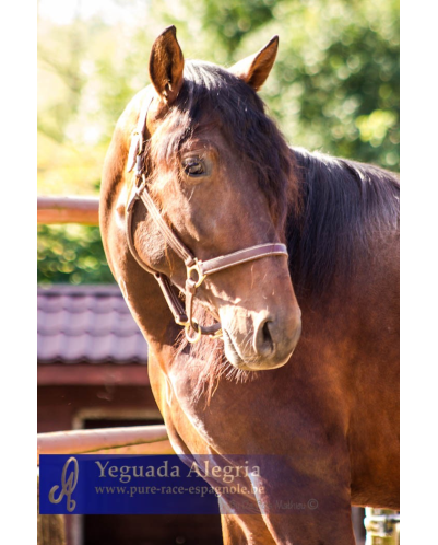 2009: Etalon 5 ans dressage