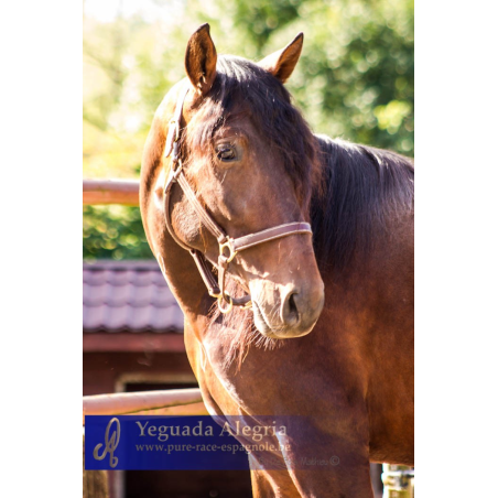 2009: Etalon 5 ans dressage
