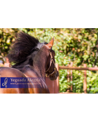 2009: Etalon 5 ans dressage