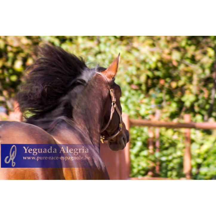 2009: Etalon 5 ans dressage