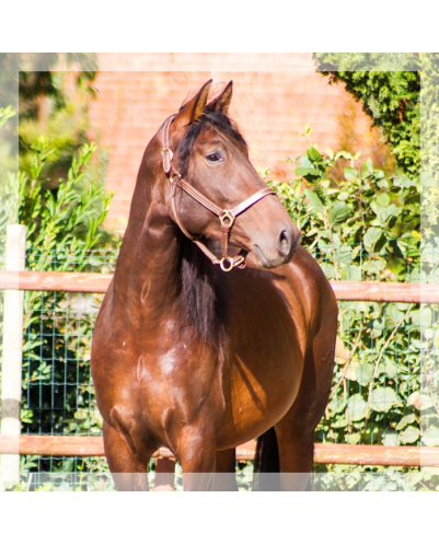 2009: Etalon 5 ans dressage