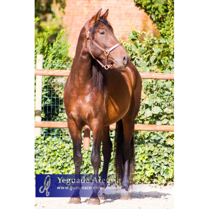 2009: Etalon 5 ans dressage