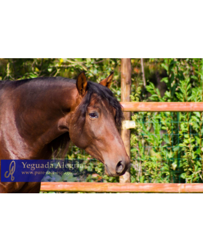 2009: Etalon 5 ans dressage