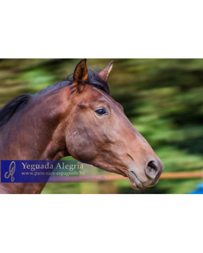 2009: Etalon 5 ans dressage