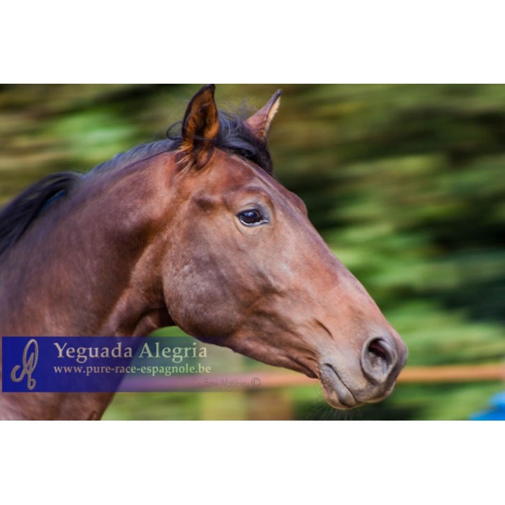 2009: Etalon 5 ans dressage