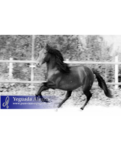 2009: Etalon 5 ans dressage