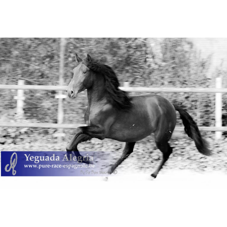 2009: Etalon 5 ans dressage