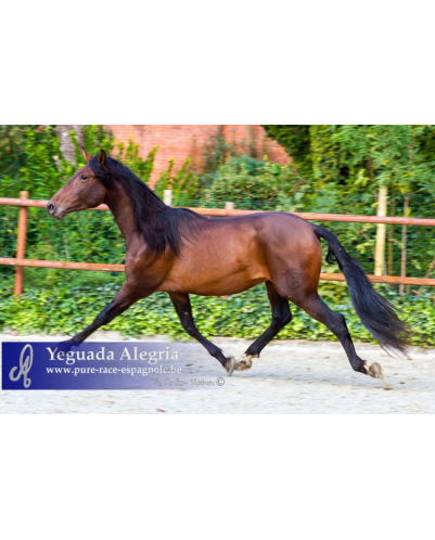 2009: Etalon 5 ans dressage