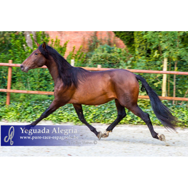2009: Etalon 5 ans dressage