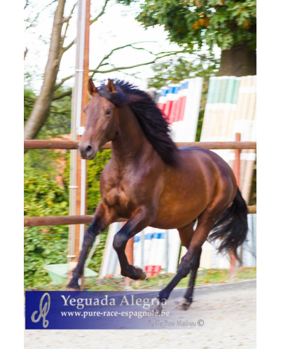 2009: Etalon 5 ans dressage