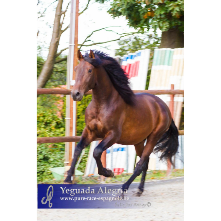 2009: Etalon 5 ans dressage