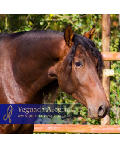 2009: Etalon 5 ans dressage