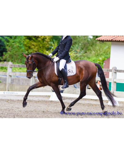 2009: Etalon 5 ans dressage