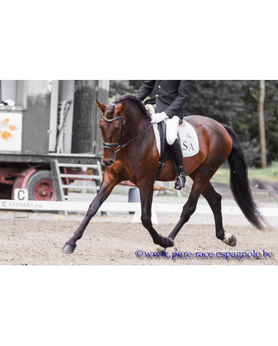 2009: Etalon 5 ans dressage