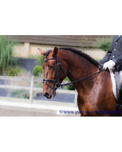 2009: Etalon 5 ans dressage