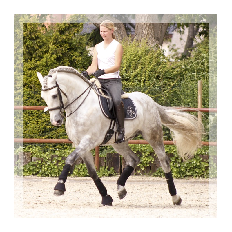 2003: étalon calificado