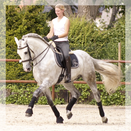 2003: étalon calificado