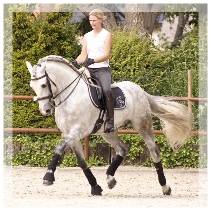 2003: étalon calificado 2003: étalon calificado