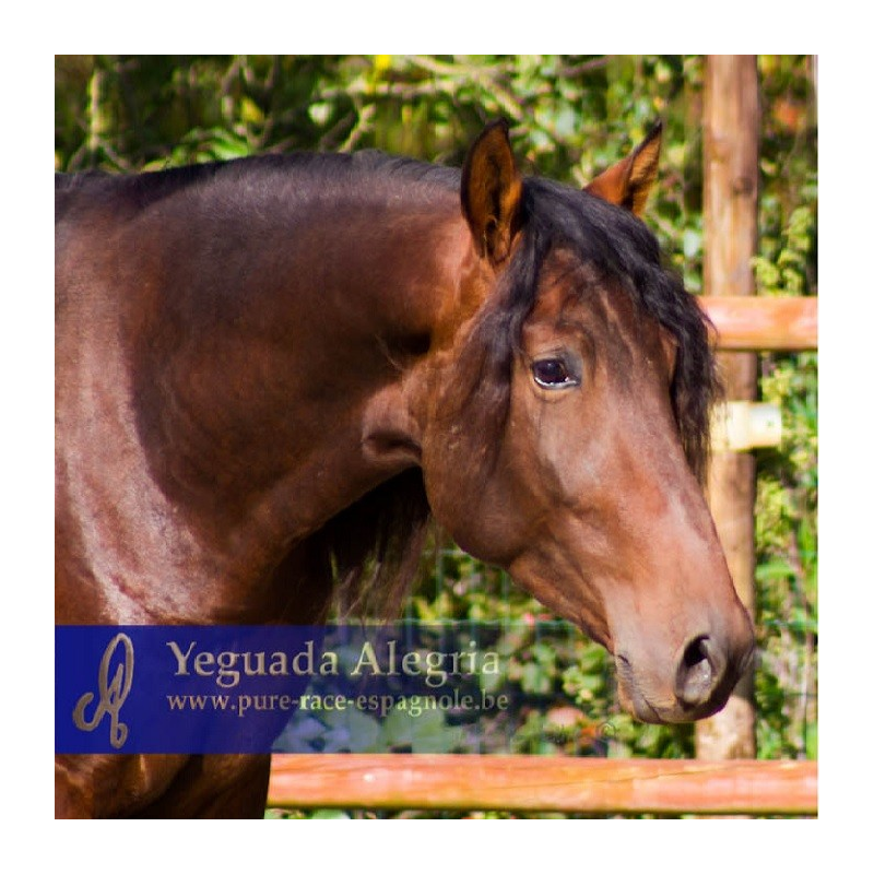 2009: Etalon 5 ans dressage