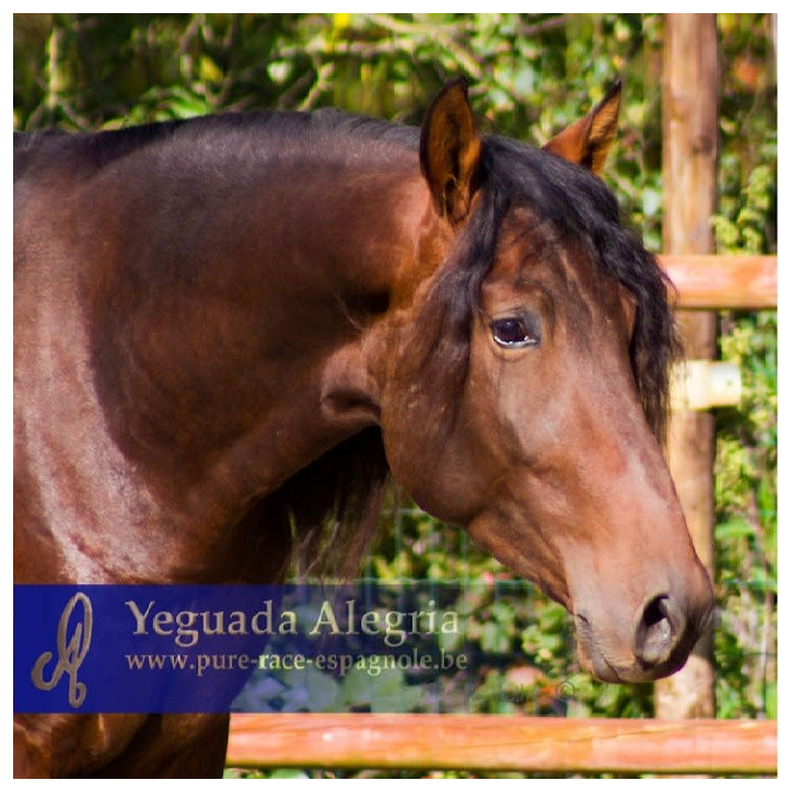 2009: Etalon 5 ans dressage