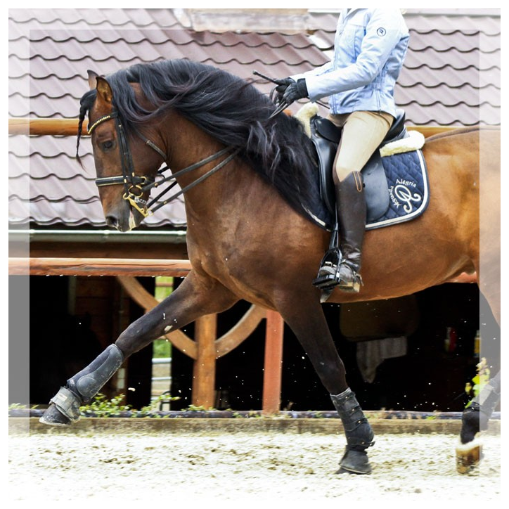 Cheval St-George « France »