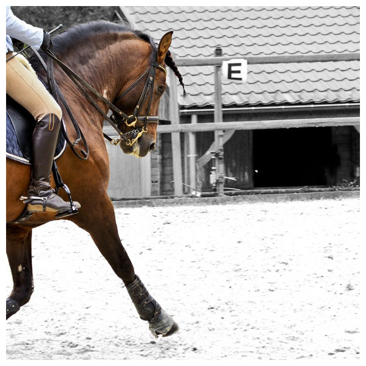 Cheval St-George « France »