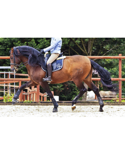 Cheval St-George « France »