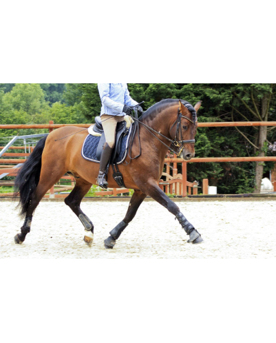 Cheval St-George « France »