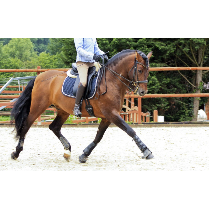 Cheval St-George « France »