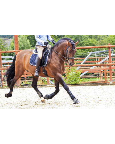 Cheval St-George « France »