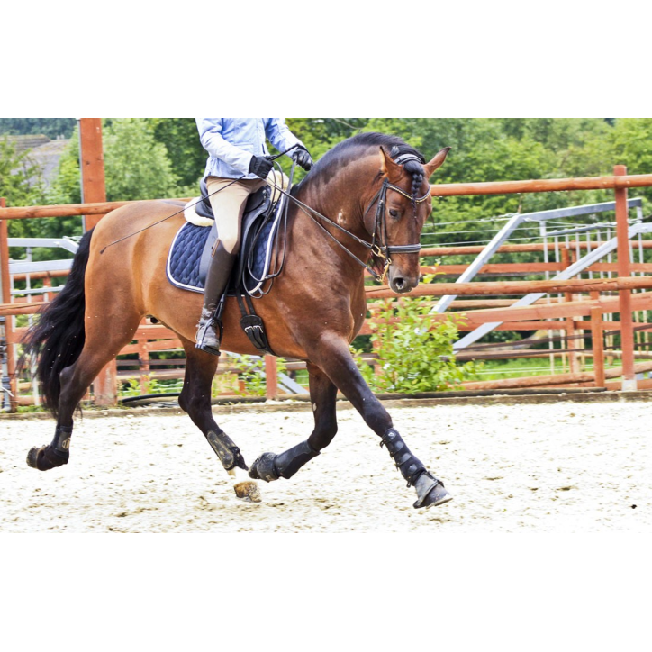 Cheval St-George « France »