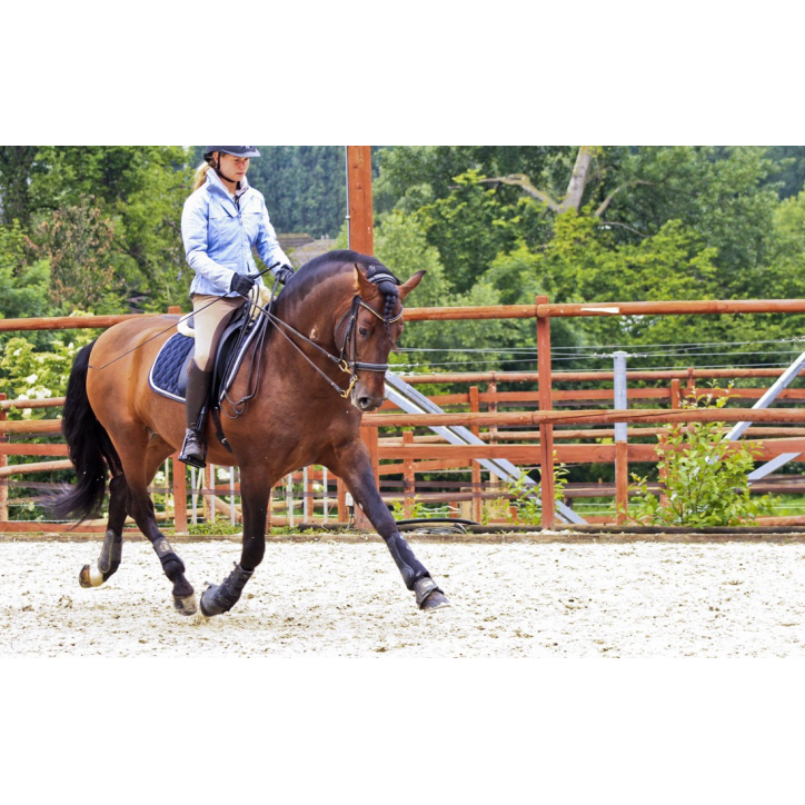 Cheval St-George « France »