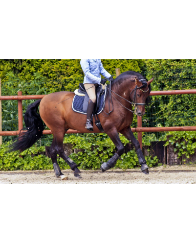 Cheval St-George « France »