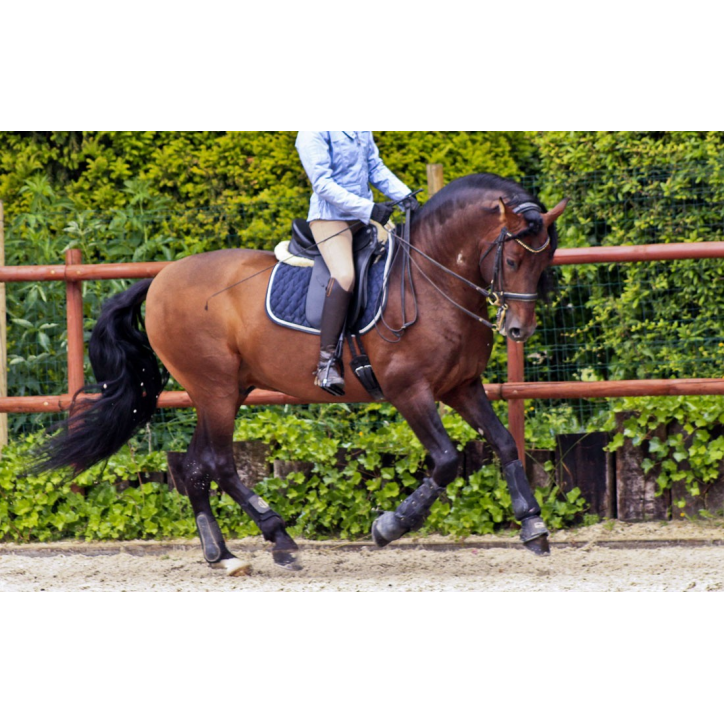 Cheval St-George « France »