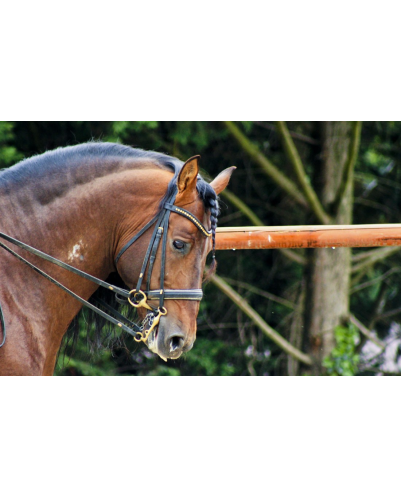 Cheval St-George « France »