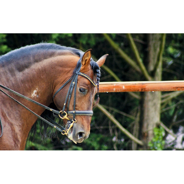 Cheval St-George « France »