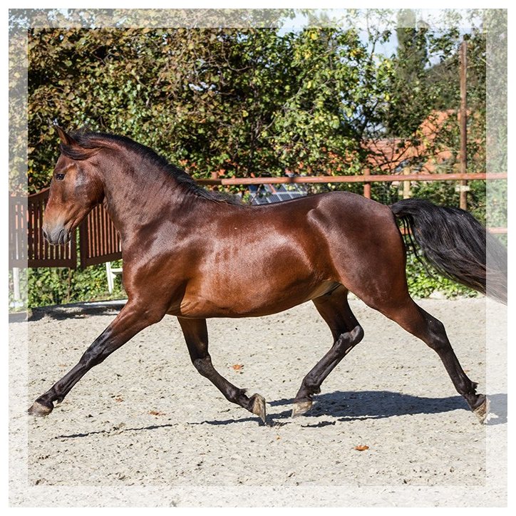 Dressage Belgique