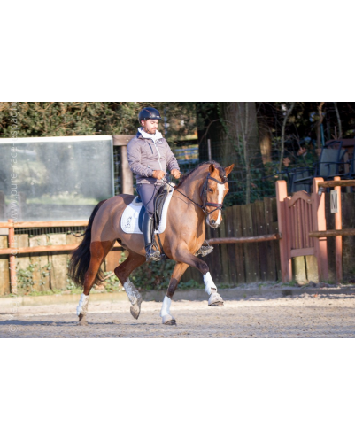 Cheval de Concours « Belgique »