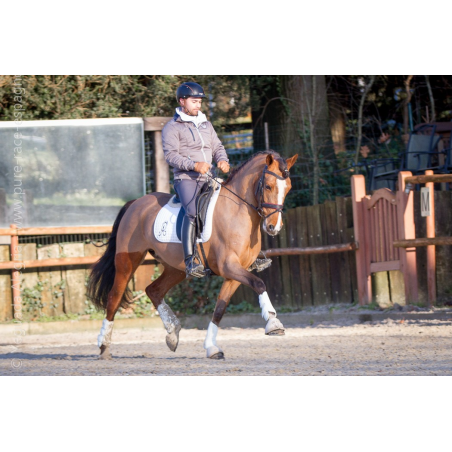Cheval de Concours « Belgique »