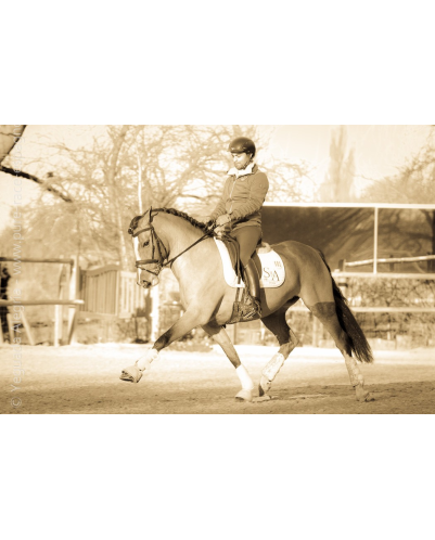 Cheval de Concours « Belgique »