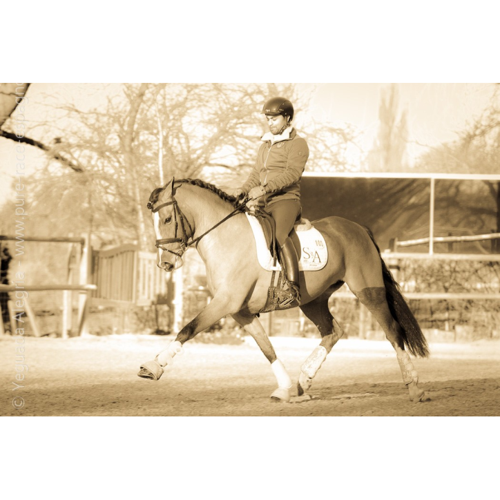 Cheval de Concours « Belgique »