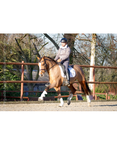 Cheval de Concours « Belgique »