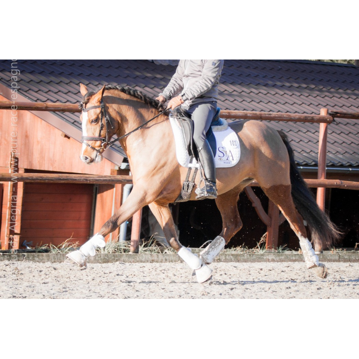 Cheval de Concours « Belgique »