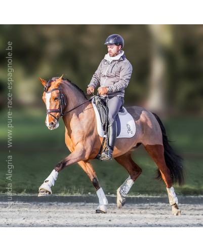 Cheval de Concours « Belgique »