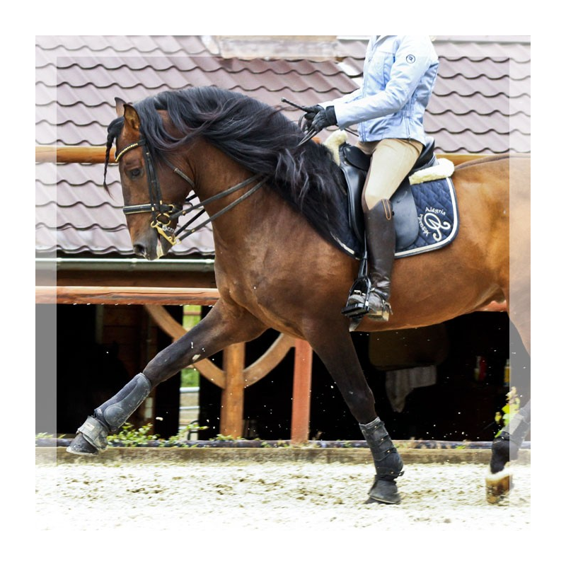 Cheval St-George « France »