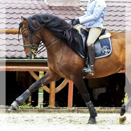 Cheval St-George « France »